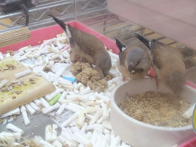 あと一羽🌟最新画像あります!当店初!!激レア!!シュバシキンセイ鳥のヒナがやって来ました🎉🎉 キンセイチョウ