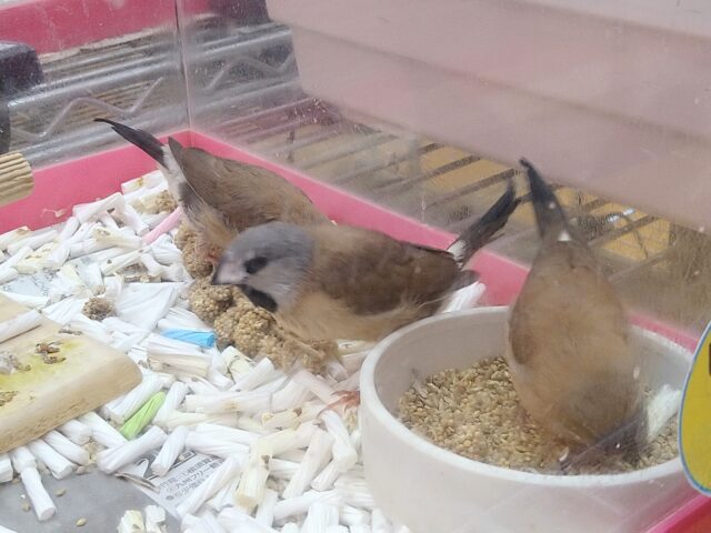 あと一羽🌟最新画像あります!当店初!!激レア!!シュバシキンセイ鳥のヒナがやって来ました🎉🎉 キンセイチョウ