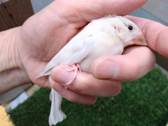 シルバーイノ文鳥