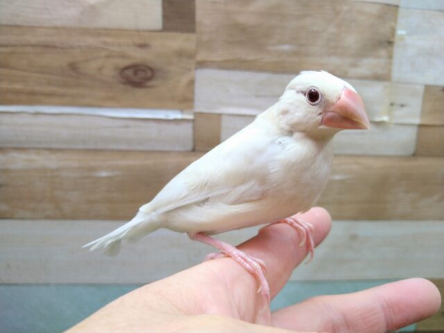 シルバーイノ文鳥