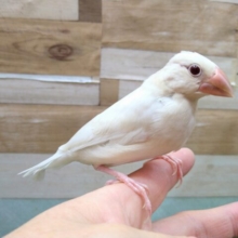 最新画像有ります😊クールでおしゃれなレッドアイ🔴✨シルバーイノ文鳥❣️