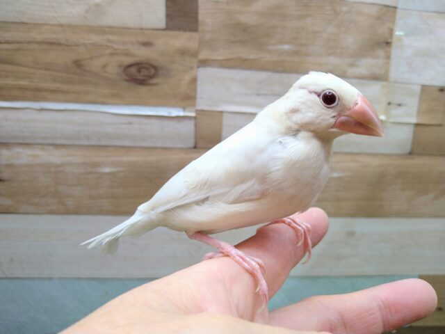 最新画像有ります😊クールでおしゃれなレッドアイ🔴✨シルバーイノ文鳥❣️