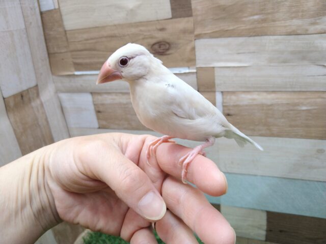 シルバーイノ文鳥