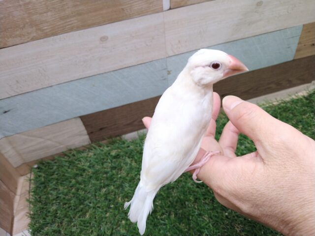 シルバーイノ文鳥