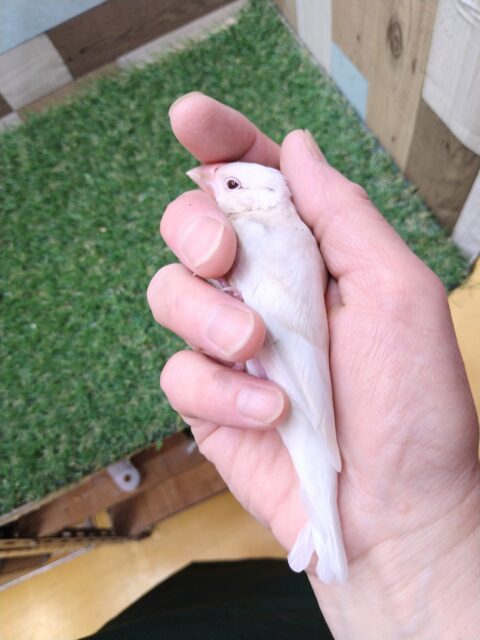 シルバーイノ文鳥