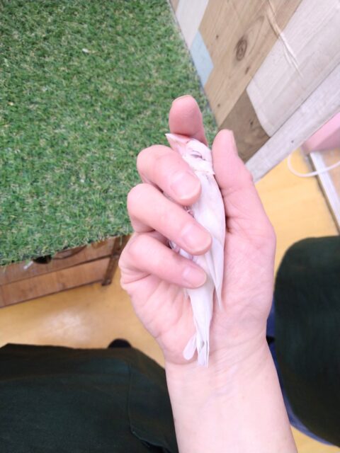 シルバーイノ文鳥