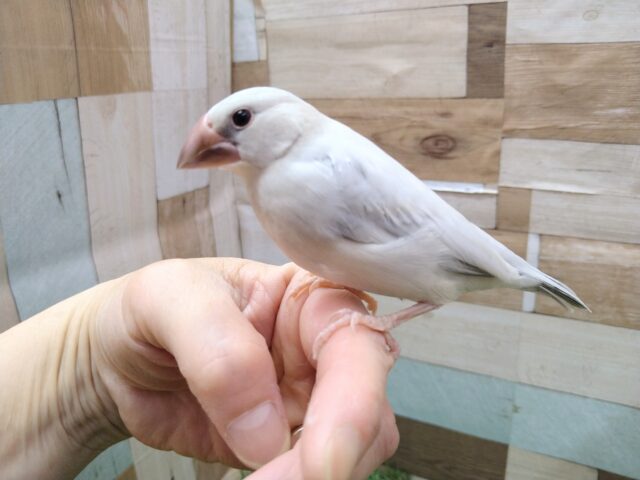 シルバー文鳥