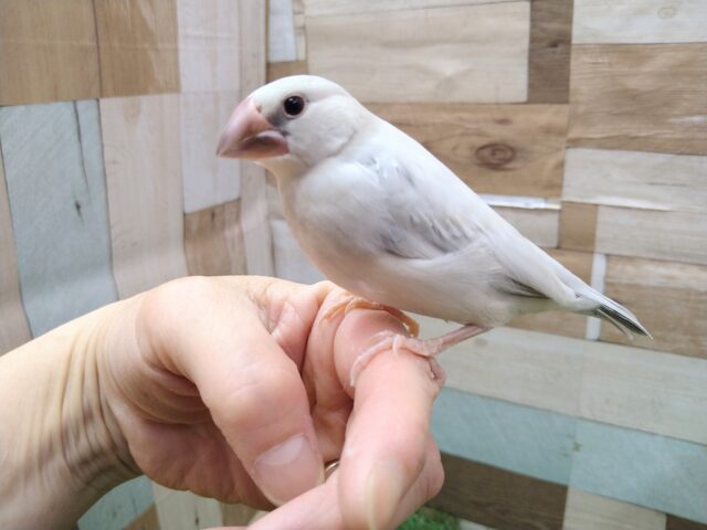 最新画像有ります❗️甘え上手な予感のするおしゃれカラーさん🌟シルバー文鳥❣️