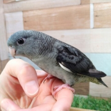 最新画像・動画あります！ピーボポピーボポ✨よちよち歩きのペンギンさん🐧サザナミインコのモーブカラー！