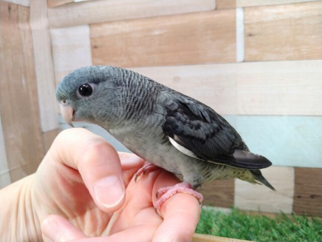 最新画像・動画あります！ピーボポピーボポ✨よちよち歩きのペンギンさん🐧サザナミインコのモーブカラー！