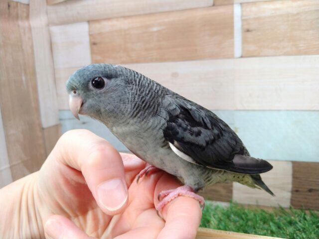 サザナミインコ