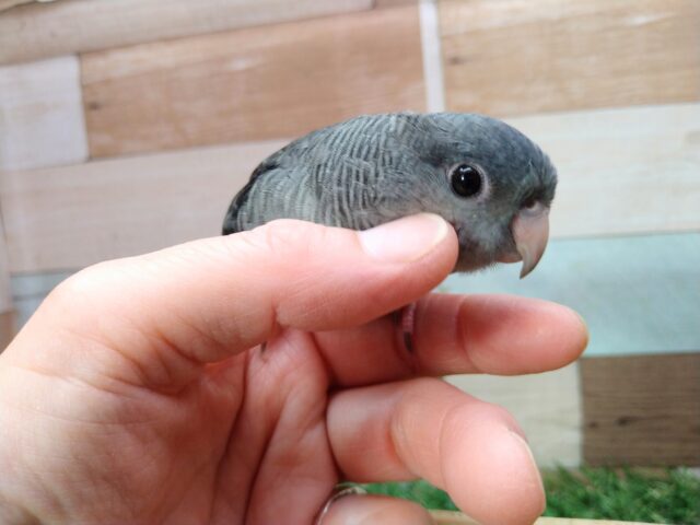 サザナミインコ