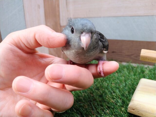 サザナミインコ