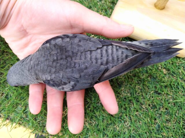 サザナミインコ