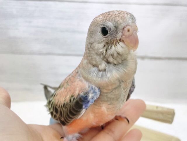 アキクサインコ（秋草インコ）