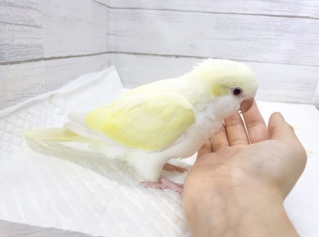 オキナインコ