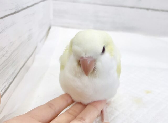 オキナインコ