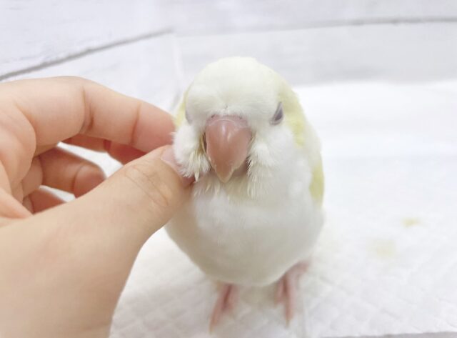 オキナインコ