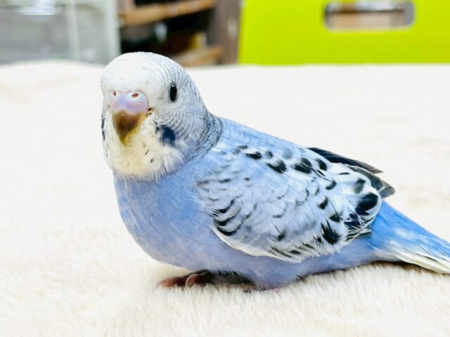 セキセイインコ