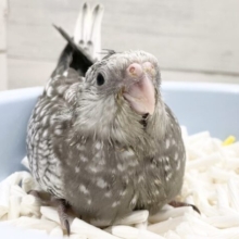 美しいレアカラー🤍🖤オカメインコ（ホワイトフェイスパール）