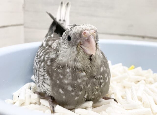 美しいレアカラー🤍🖤オカメインコ（ホワイトフェイスパール）