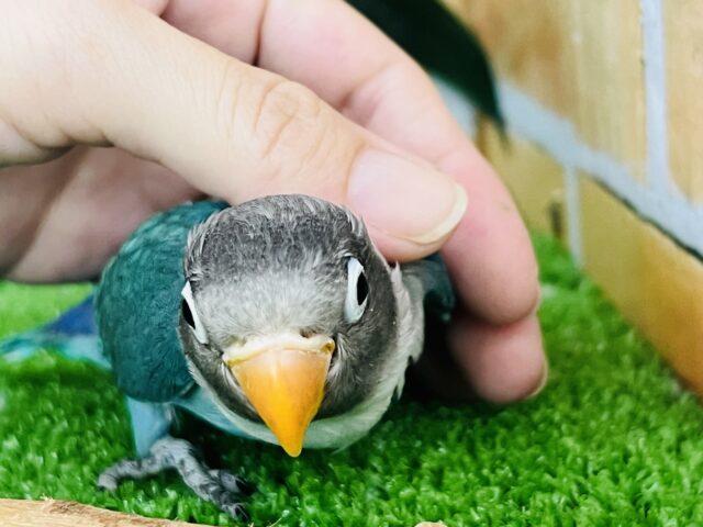 ブルーボタンインコ