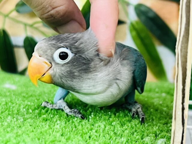 ブルーボタンインコ