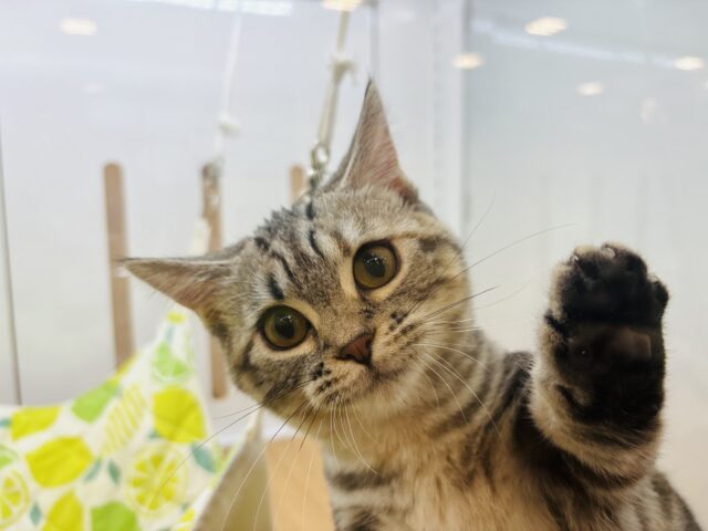 超ホヤホヤ最新画像✨あたちをなでてぇ~!!!マンチカンちゃん! マンチカン