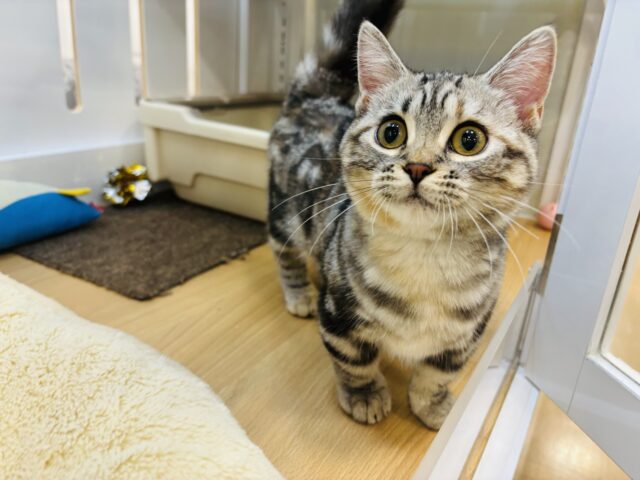 超ホヤホヤ最新画像✨あたちをなでてぇ～！！！マンチカンちゃん！