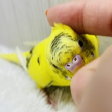 最新画像有ります🌟パキッとイエローで派手派手に✨黒が少なめ？セキセイインコの黄ハルクイン💛