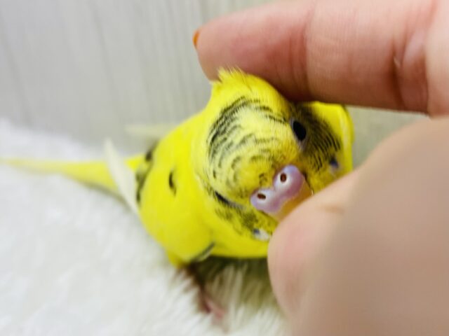最新画像有ります🌟パキッとイエローで派手派手に✨黒が少なめ？セキセイインコの黄ハルクイン💛
