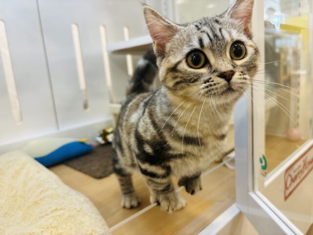 超ホヤホヤ最新画像✨あたちをなでてぇ~!!!マンチカンちゃん! マンチカン