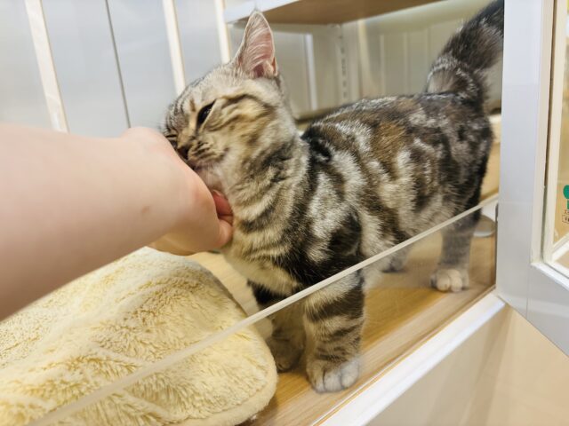 超ホヤホヤ最新画像✨あたちをなでてぇ~!!!マンチカンちゃん! マンチカン