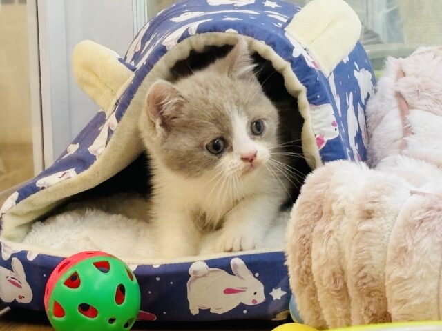 ブリティッシュショートヘア