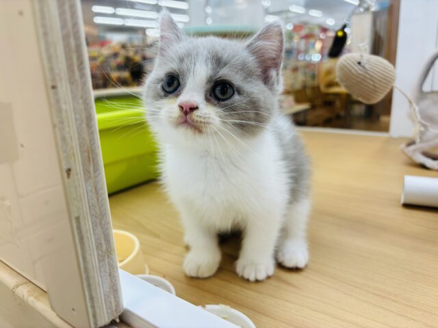 ブリティッシュショートヘア