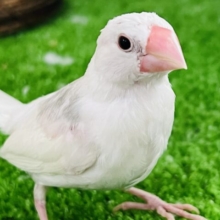なれなれ♡✨白文鳥❤️