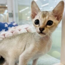 全身使って甘えたいっ♥シンガプーラくん！