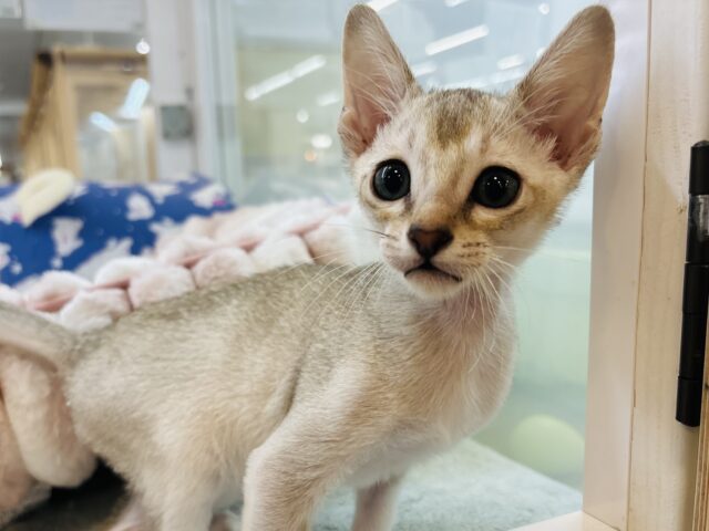 全身使って甘えたいっ♥シンガプーラくん！