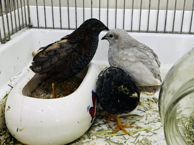 わちゃわちゃ〜‼︎ちょこまかヒメウズラ♡