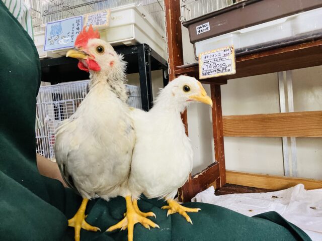 サイズ感がいいよねぇ〜✨セラマの女の子❤️