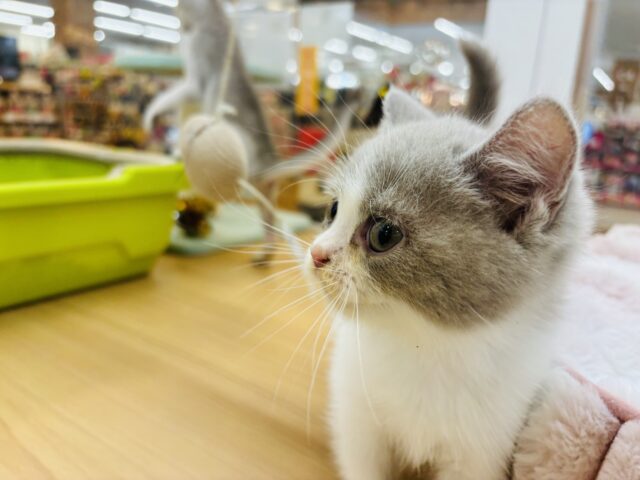 ブリティッシュショートヘア