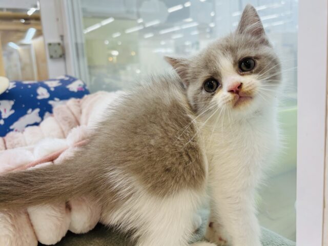 ブリティッシュショートヘア