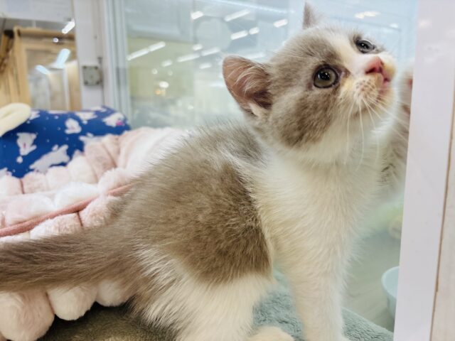 ブリティッシュショートヘア