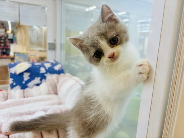 ブリティッシュショートヘア