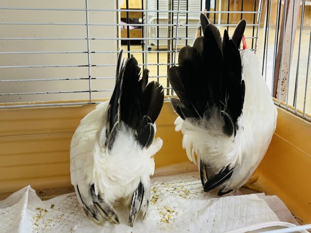 桂チャボ（カツラチャボ）