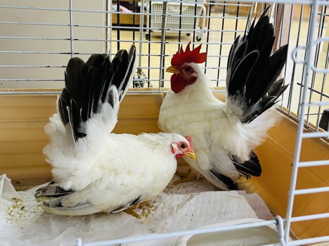 桂チャボ（カツラチャボ）