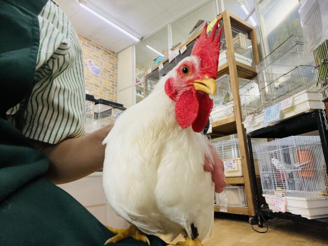 桂チャボ（カツラチャボ）