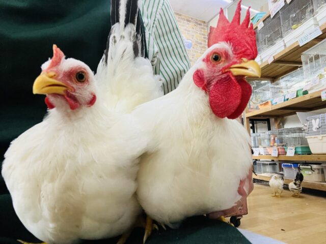 立派になりました♡カツラチャボのペア♡