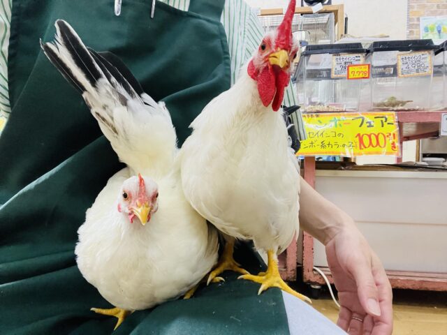 桂チャボ（カツラチャボ）