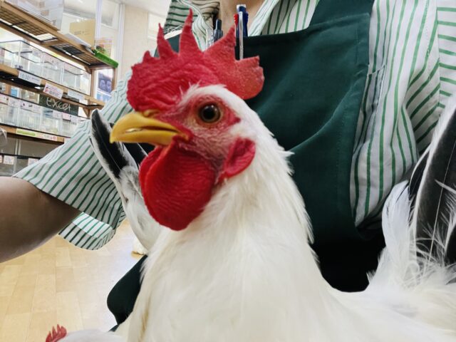 桂チャボ（カツラチャボ）